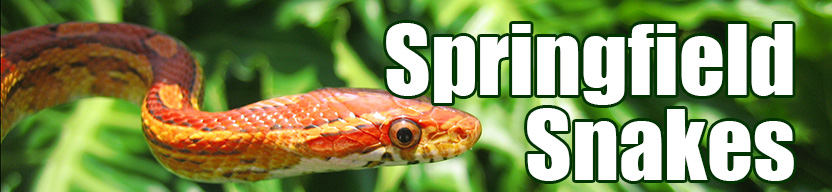 Springfield snake